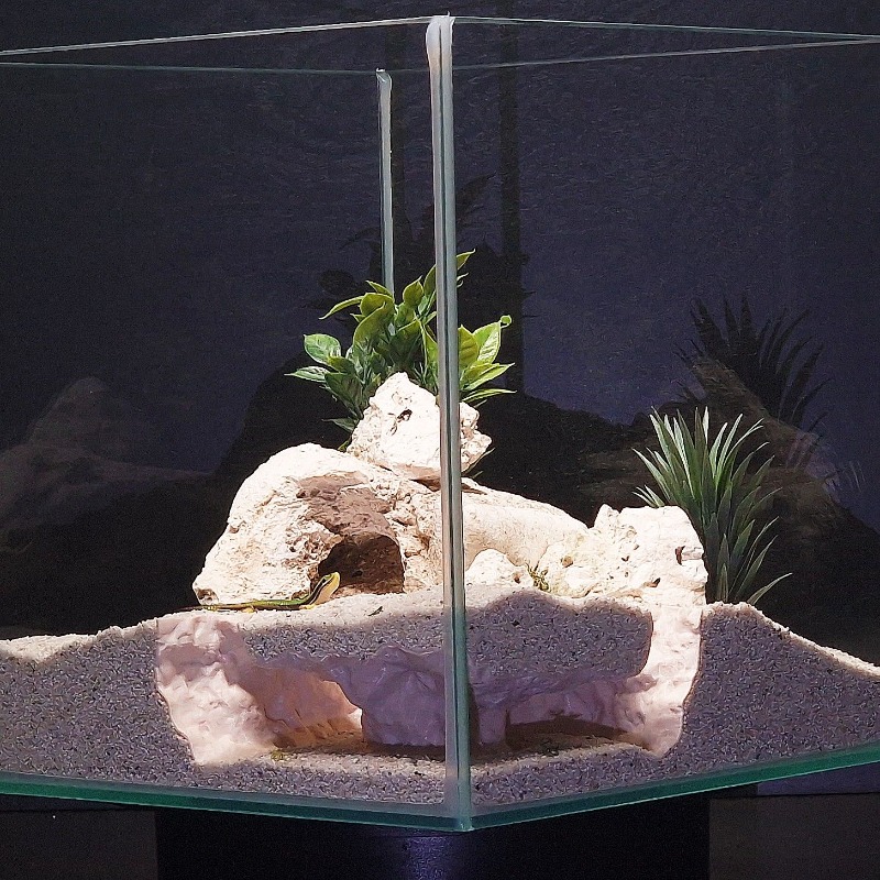 Tunnel per Acquario Stampato i - 3D Printing Lizard recensione e prezzo